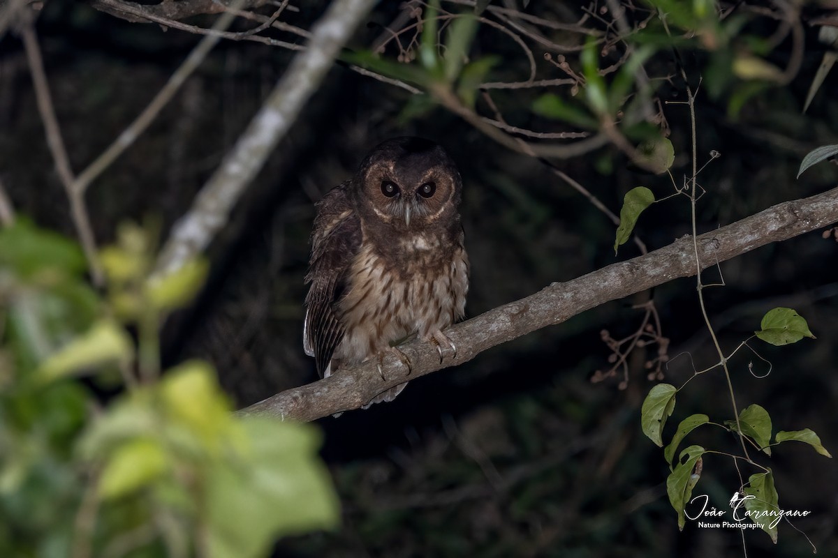 Mottled Owl - João Octávio Caranzano Moraes