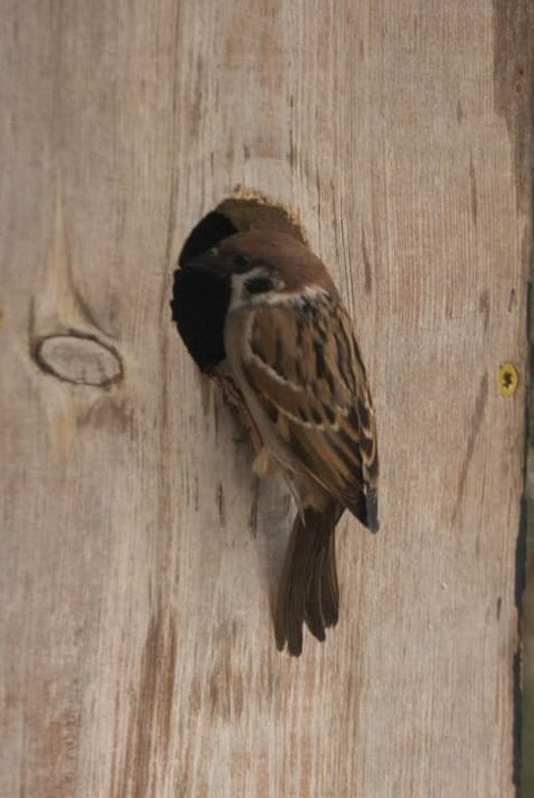 Eurasian Tree Sparrow - Jim Gordon