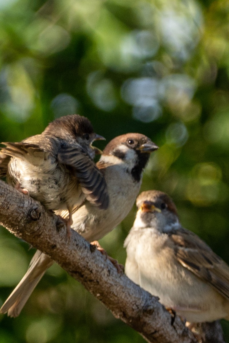 Eurasian Tree Sparrow - Jim Gordon