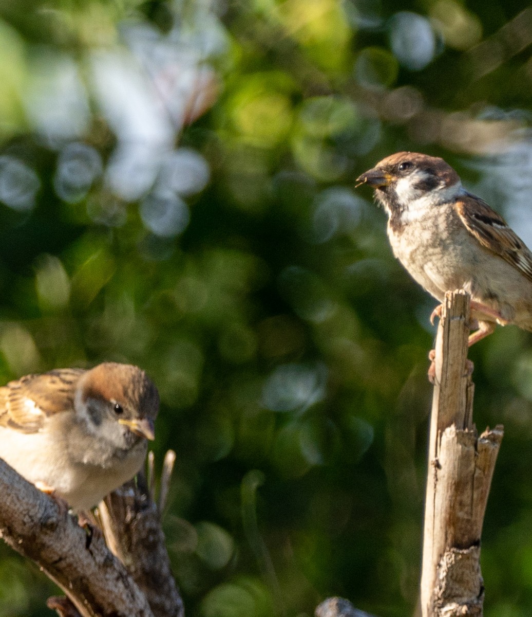 Eurasian Tree Sparrow - Jim Gordon