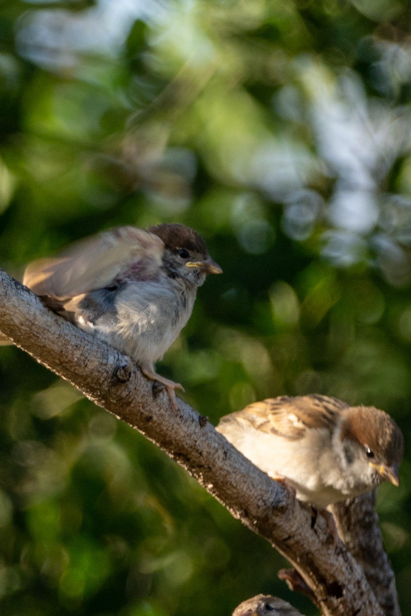 Eurasian Tree Sparrow - Jim Gordon