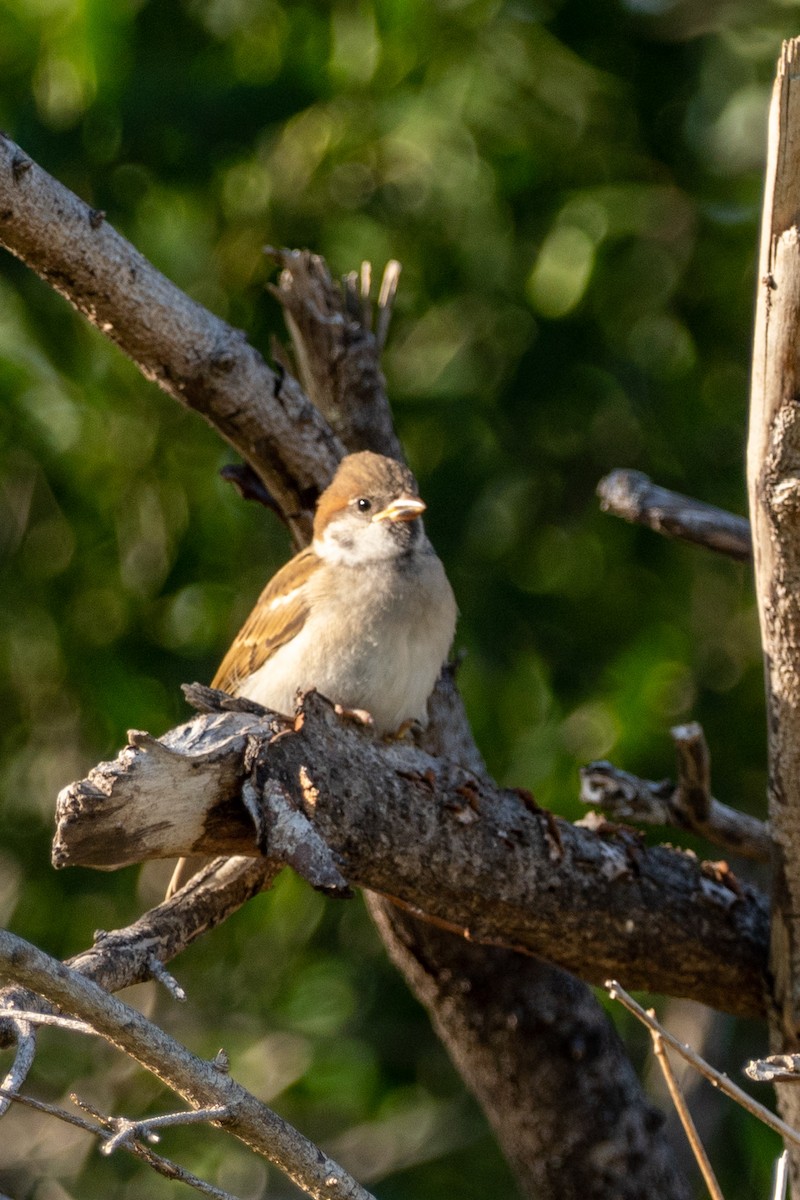 Eurasian Tree Sparrow - Jim Gordon