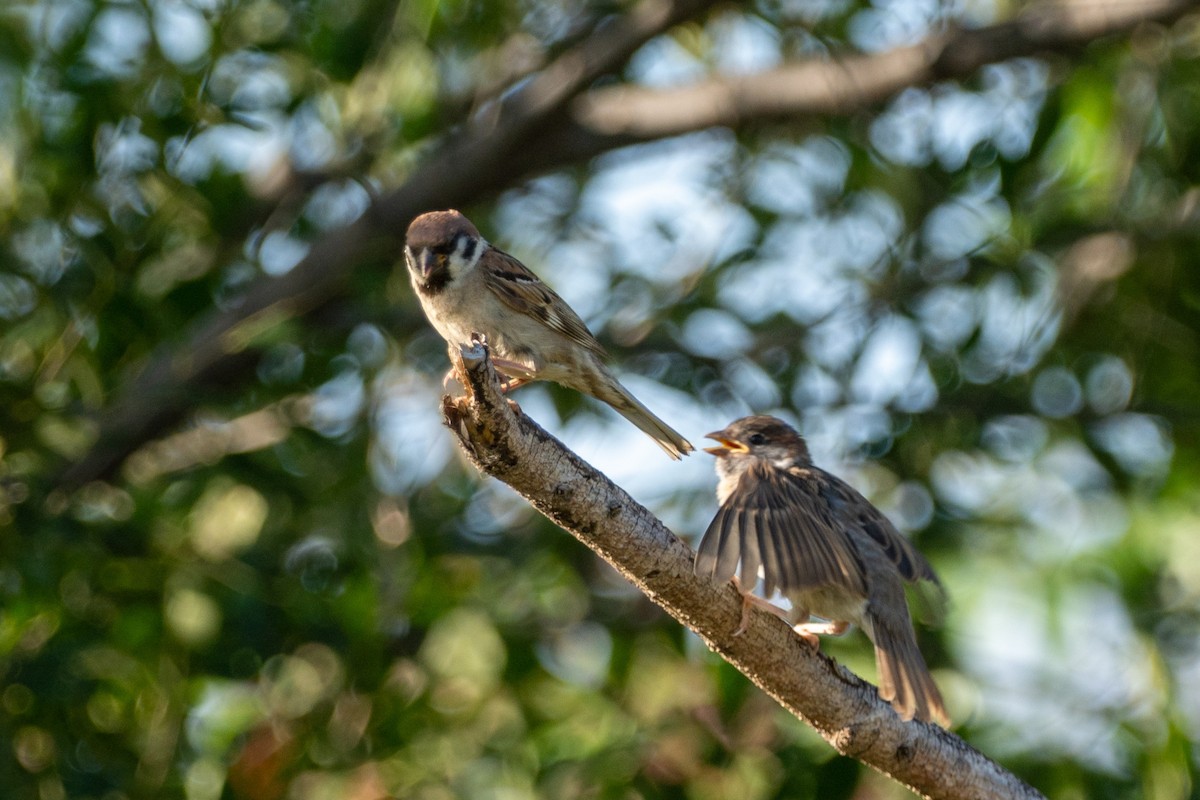 Eurasian Tree Sparrow - ML480658341