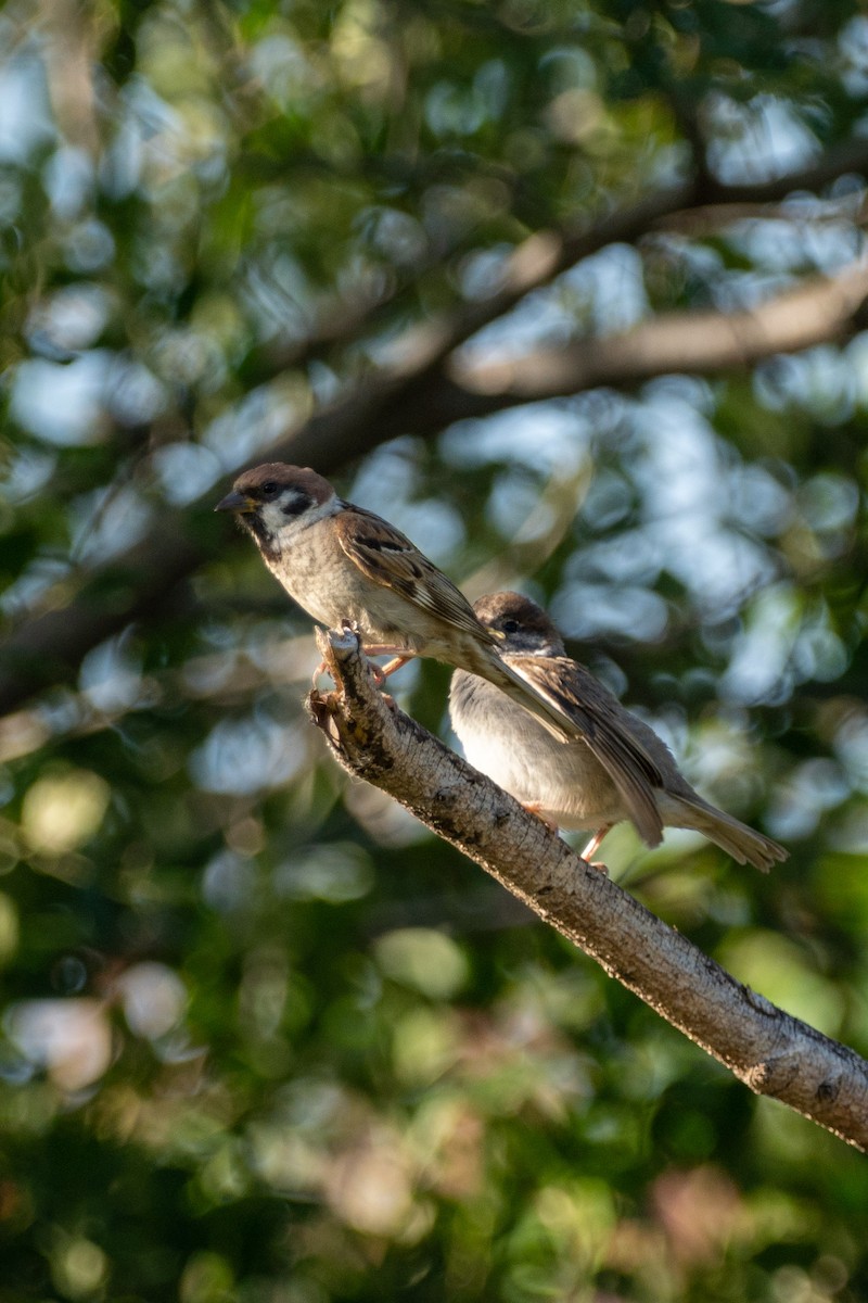 Eurasian Tree Sparrow - Jim Gordon