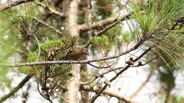 Hispaniolan Crossbill - ML480659