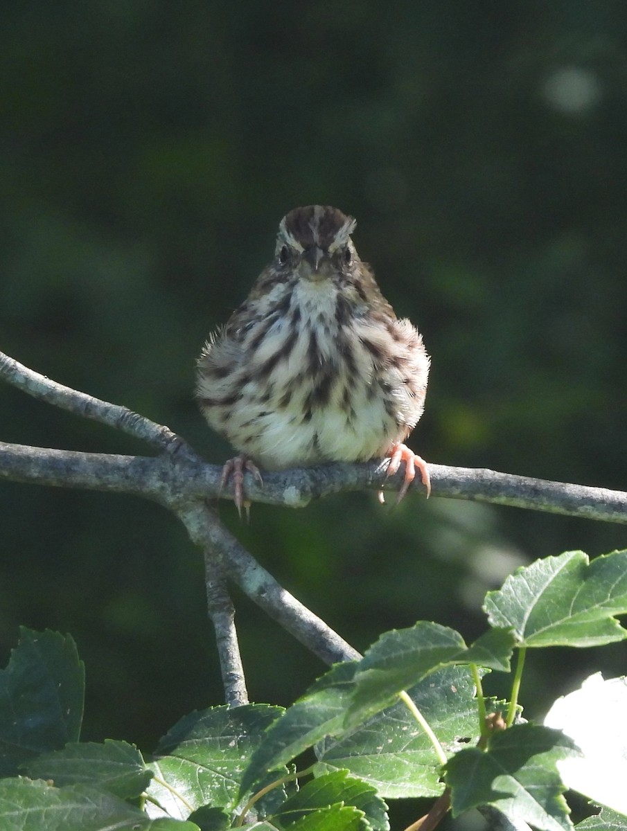 Song Sparrow - ML480659821