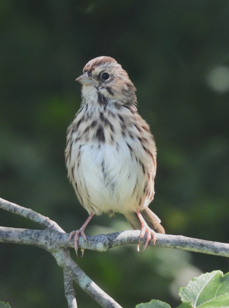 Song Sparrow - ML480659831