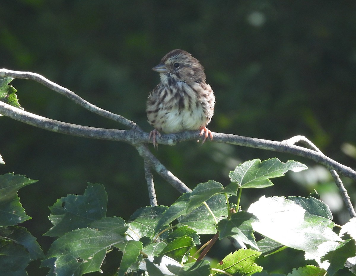 Song Sparrow - ML480659841