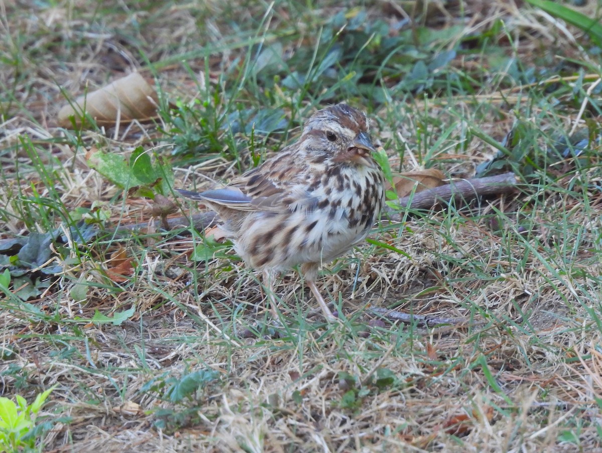 Song Sparrow - ML480659851