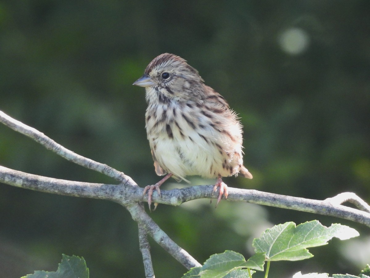 Song Sparrow - ML480659861