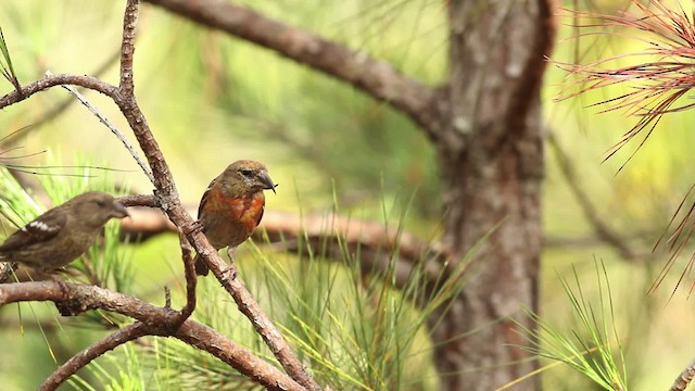 Hispaniolan Crossbill - ML480660