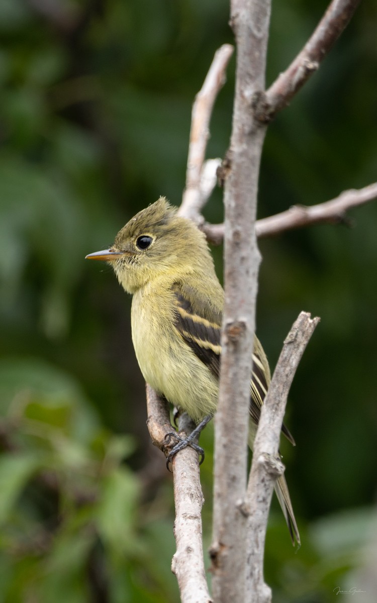 Yellow-bellied Flycatcher - Jim Gordon