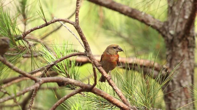 Hispaniolan Crossbill - ML480661