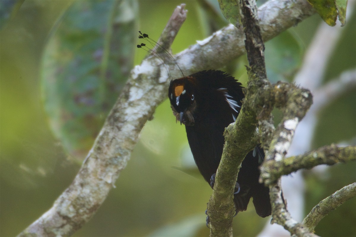 Bronze Parotia - Tim Laman