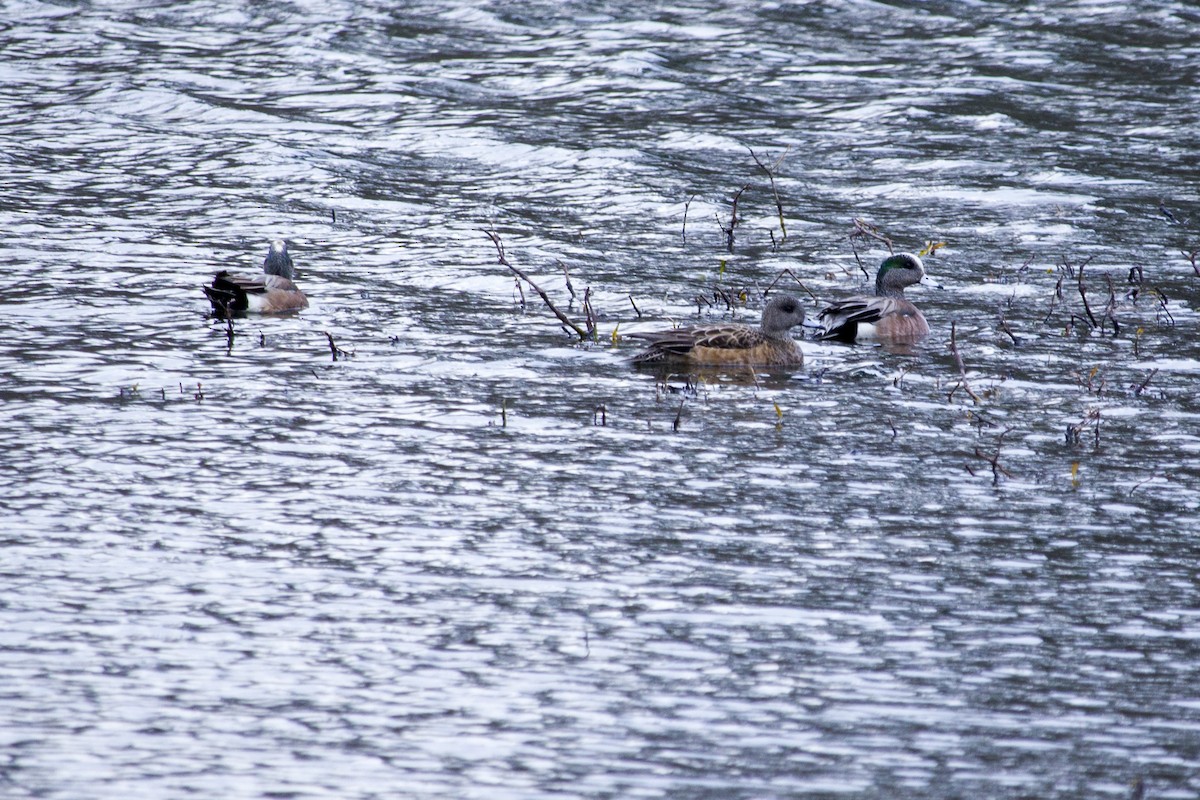 American Wigeon - ML48066261