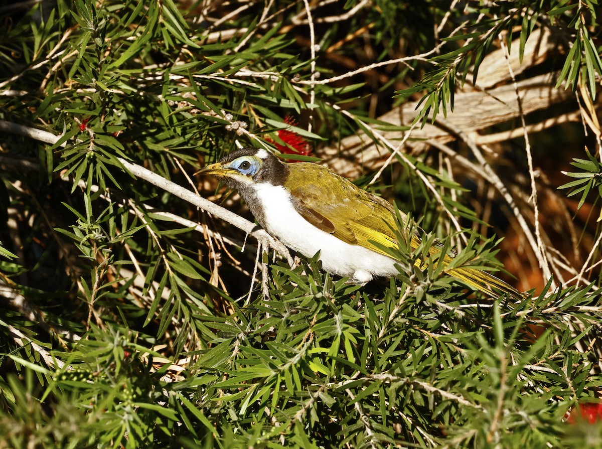 Blue-faced Honeyeater - Julie Sarna