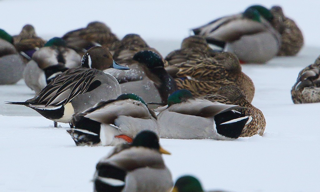 Northern Pintail - ML48066271