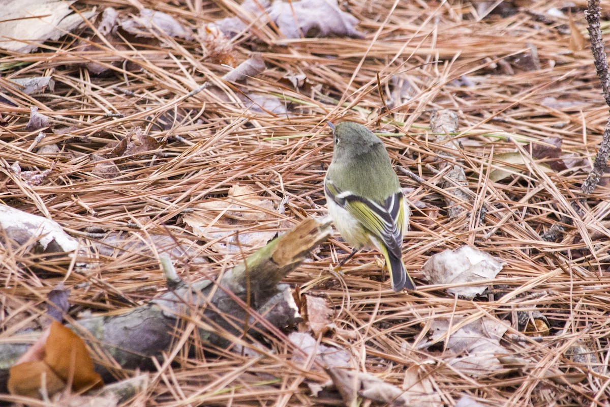 Ruby-crowned Kinglet - ML48066281