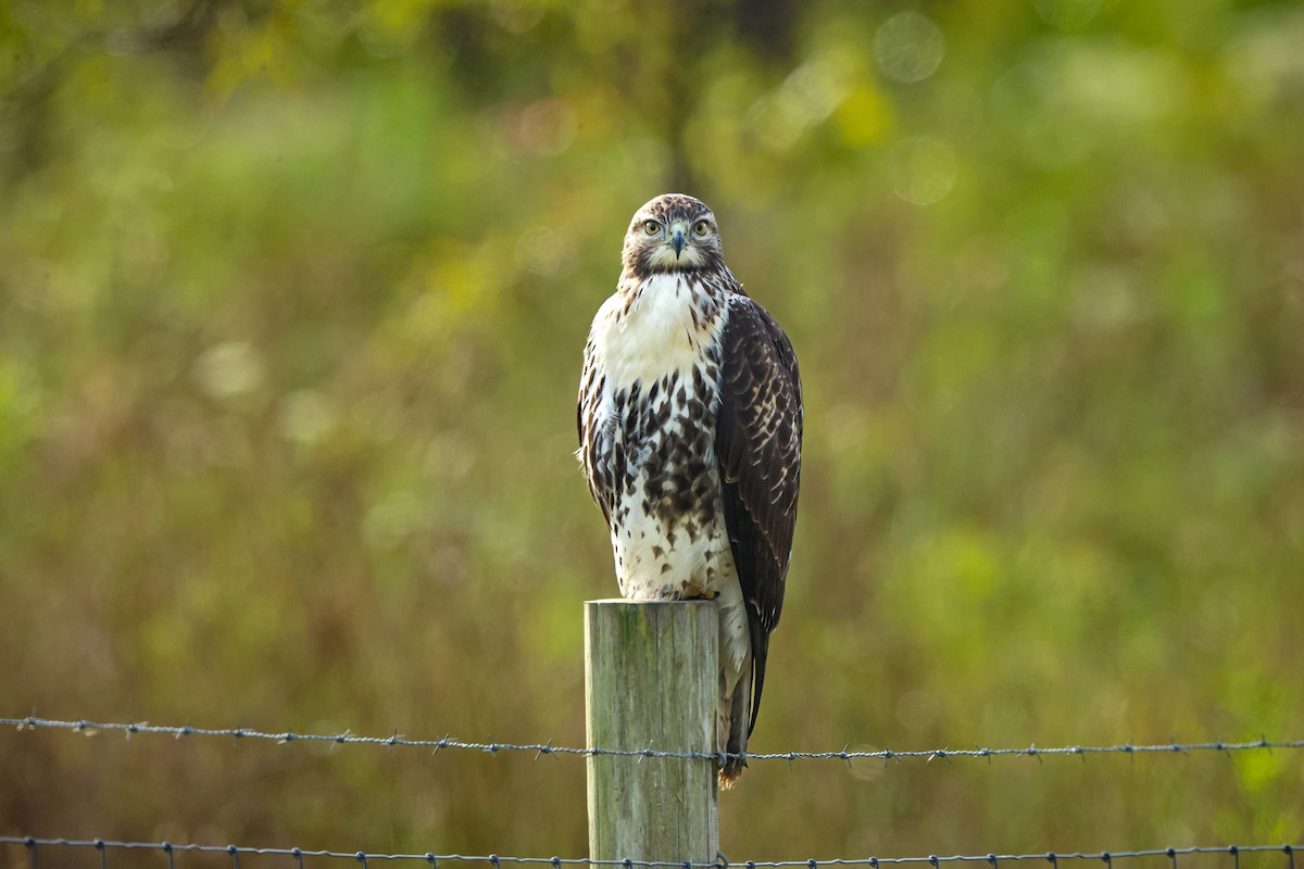 Red-tailed Hawk - ML480662811