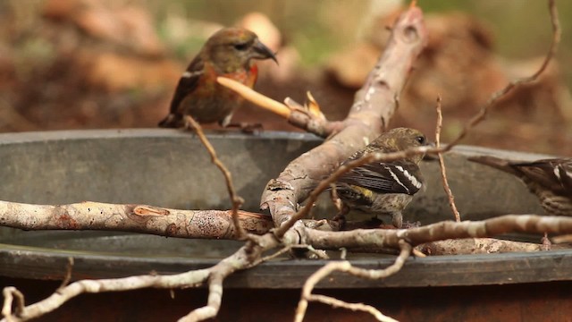 Hispaniolan Crossbill - ML480663