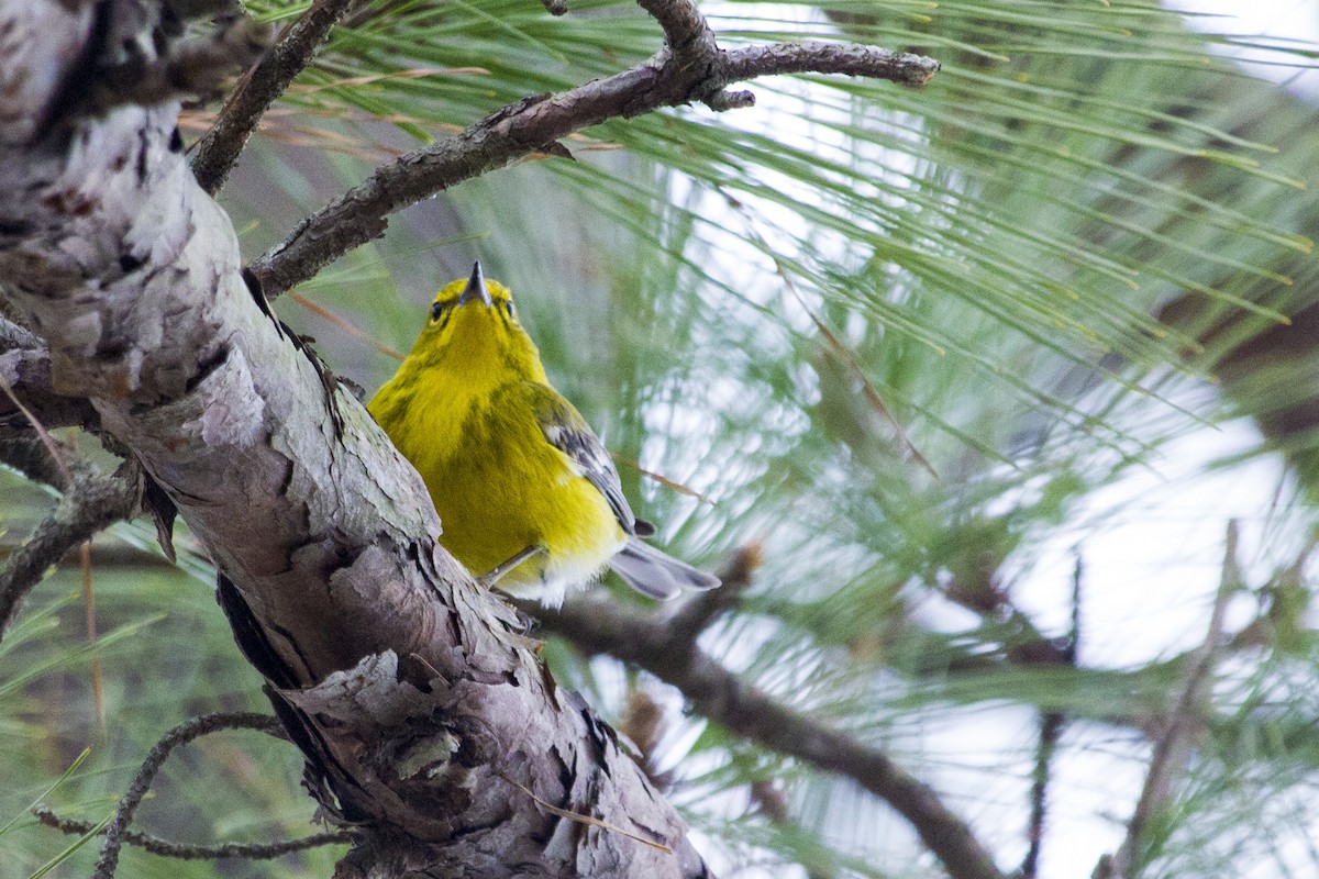 Pine Warbler - ML48066321