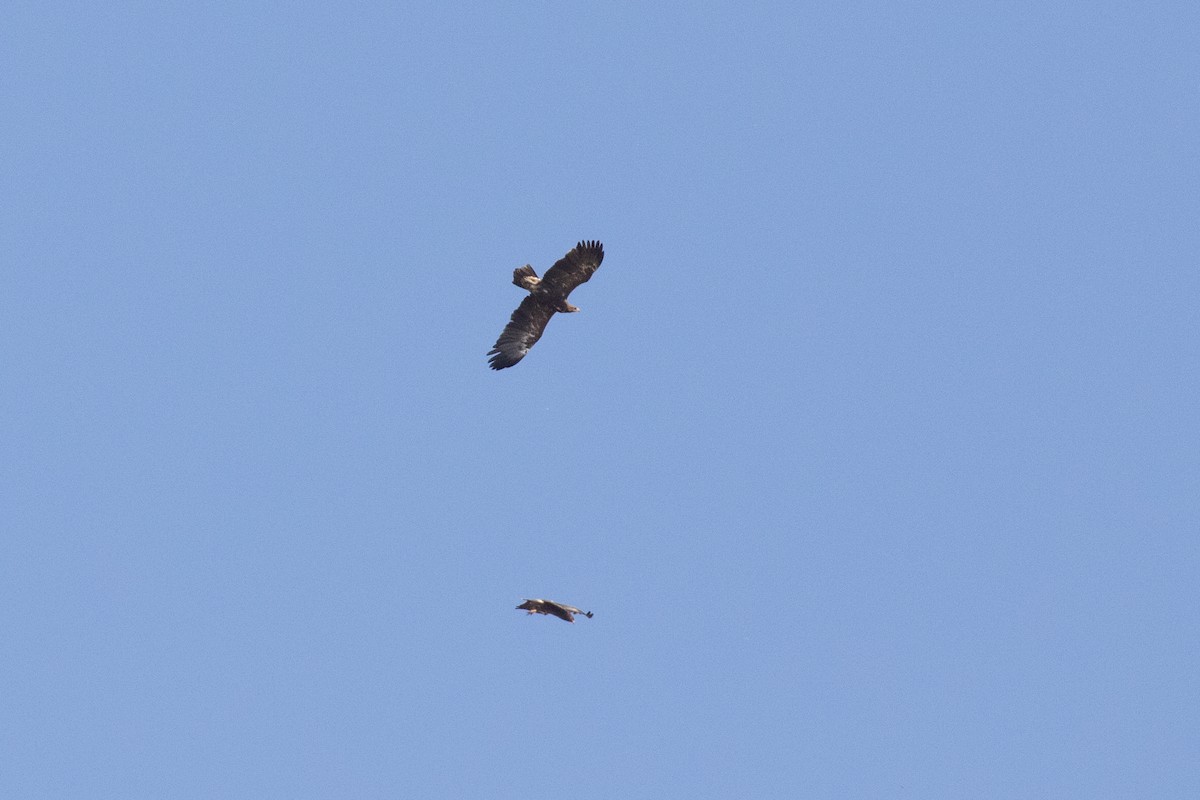 Lesser Spotted Eagle - ML480663261