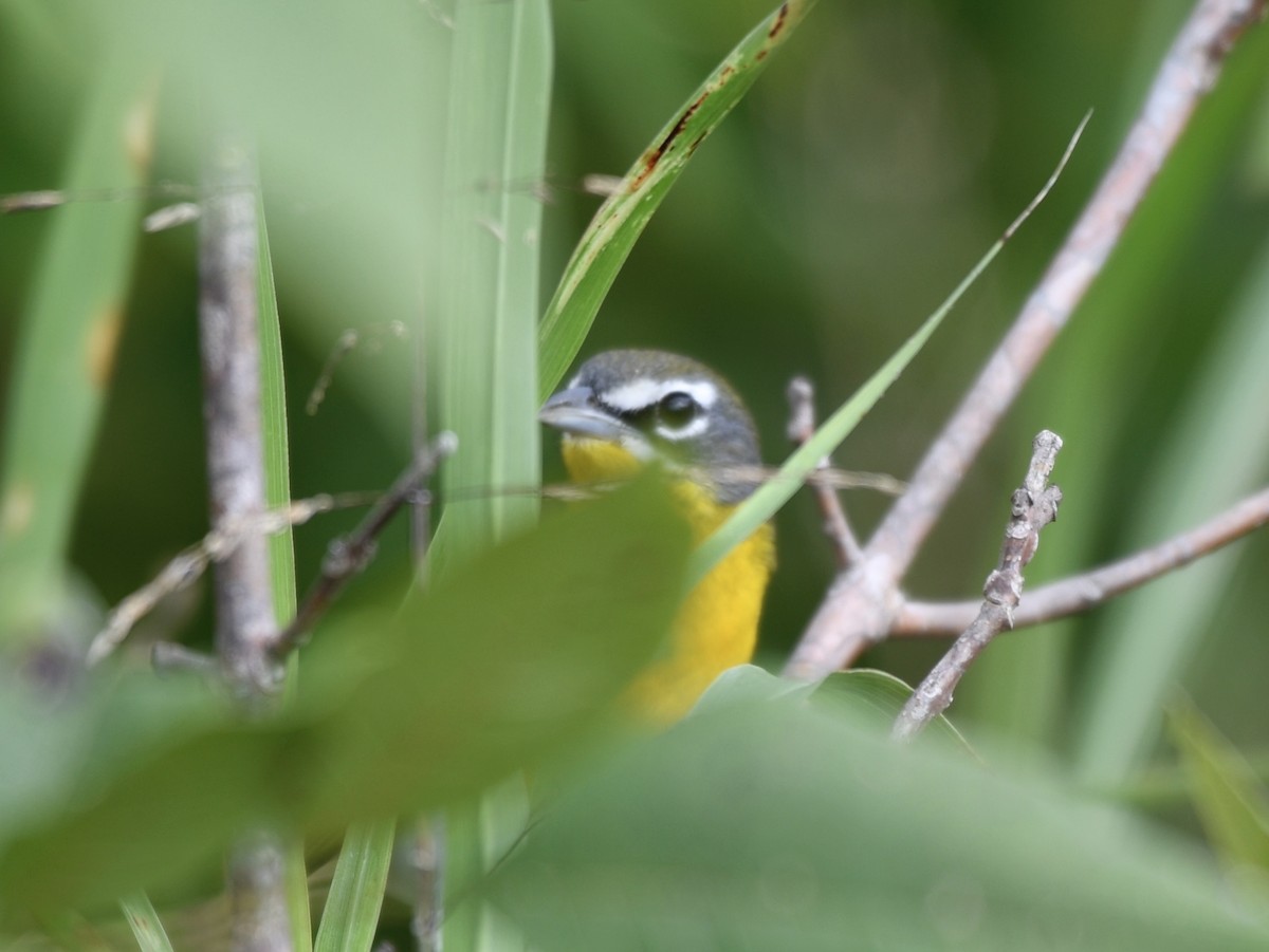 Yellow-breasted Chat - ML480663811