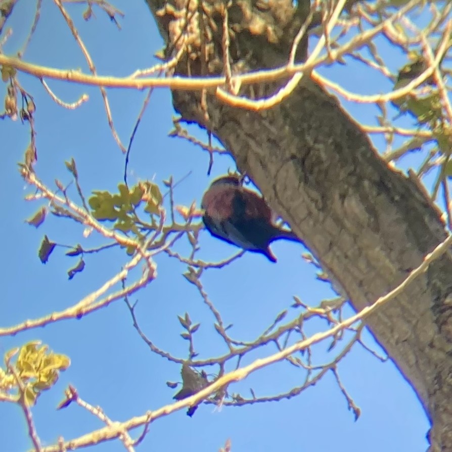 Lewis's Woodpecker - ML480664261