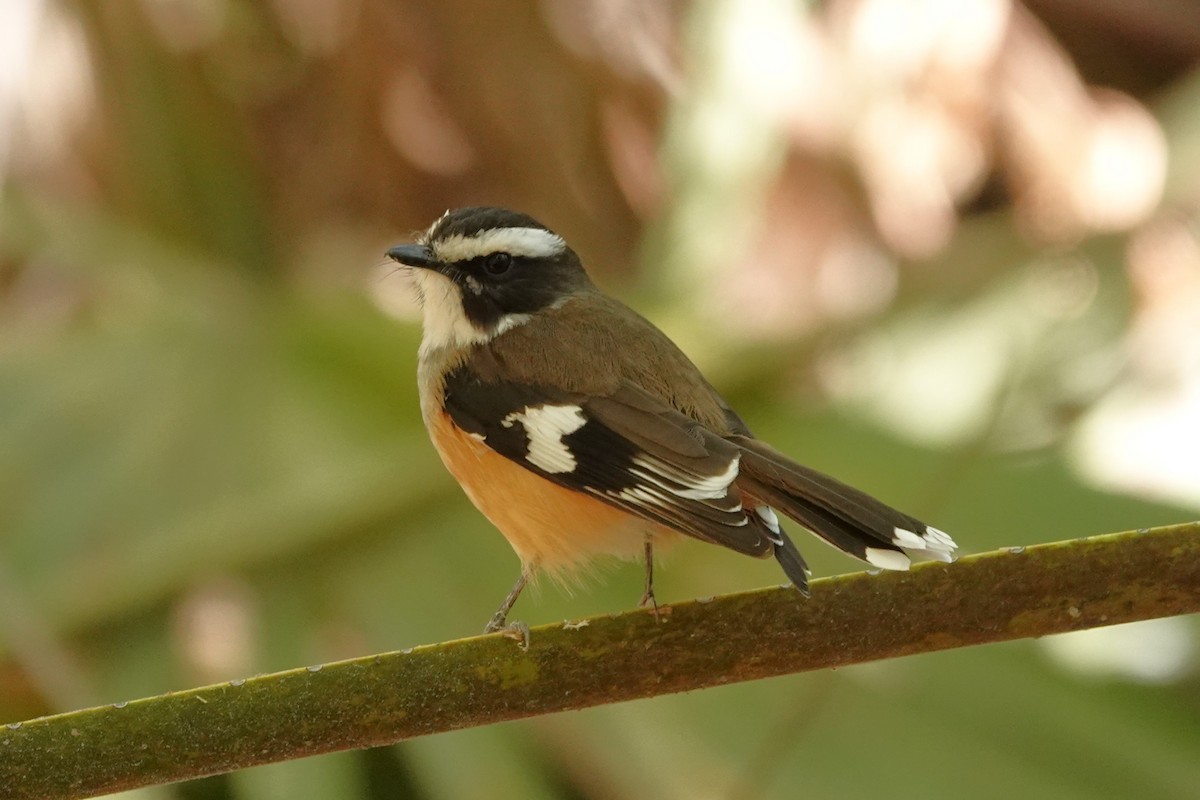 Buff-sided Robin - ML480664741