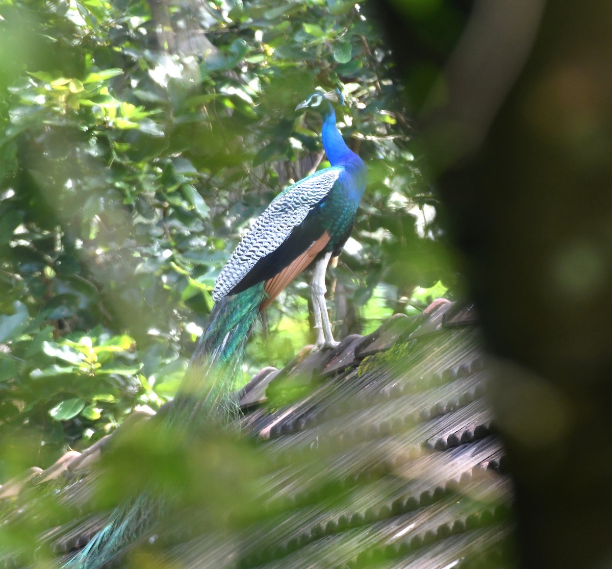 Indian Peafowl - ML480665461