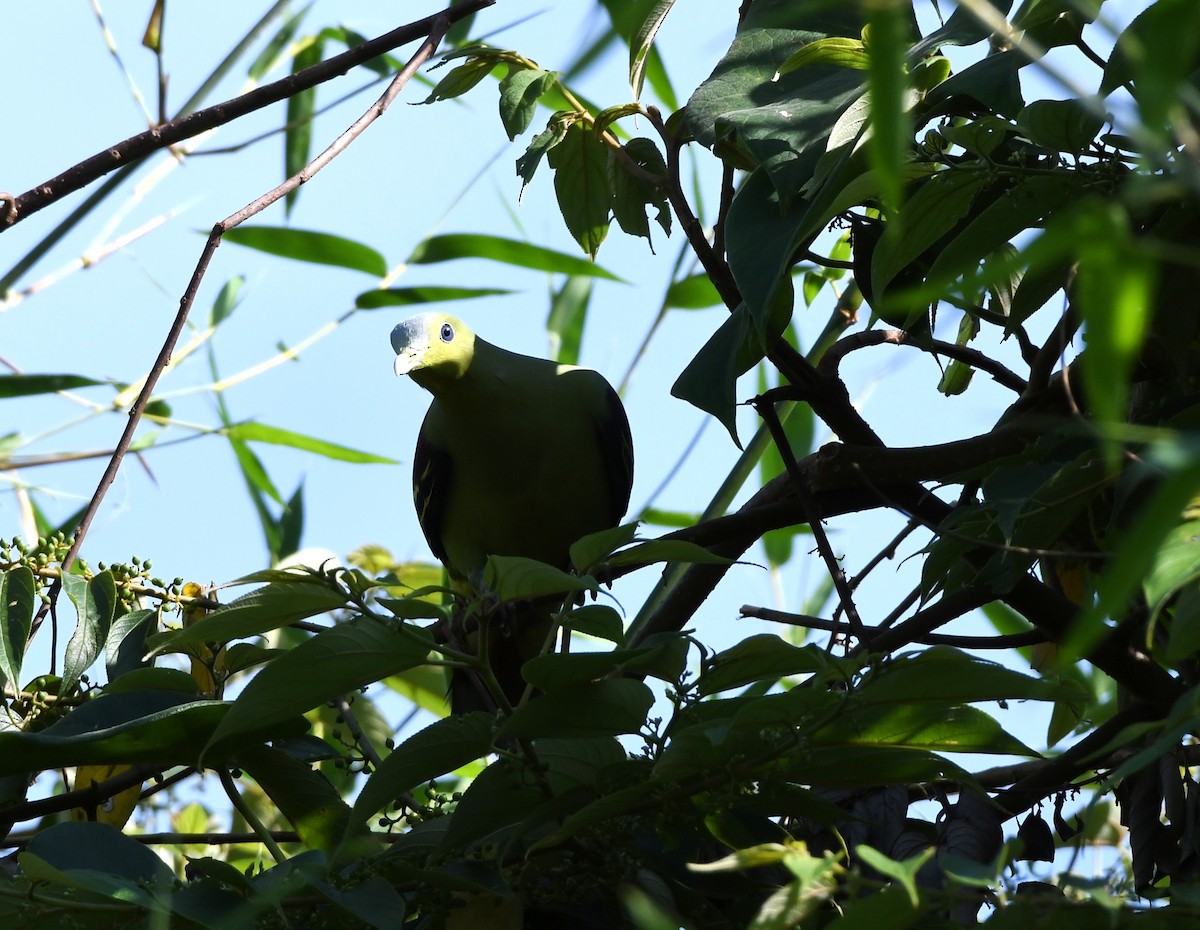 Gray-fronted Green-Pigeon - ML480665811