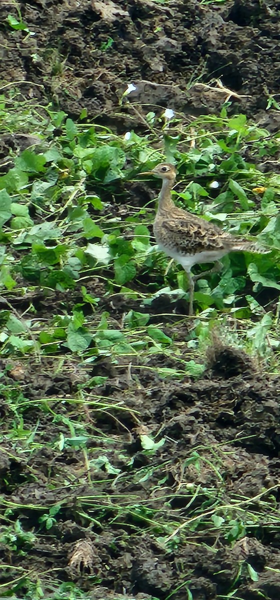 Upland Sandpiper - ML480666751