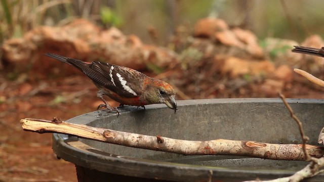 Hispaniolan Crossbill - ML480667