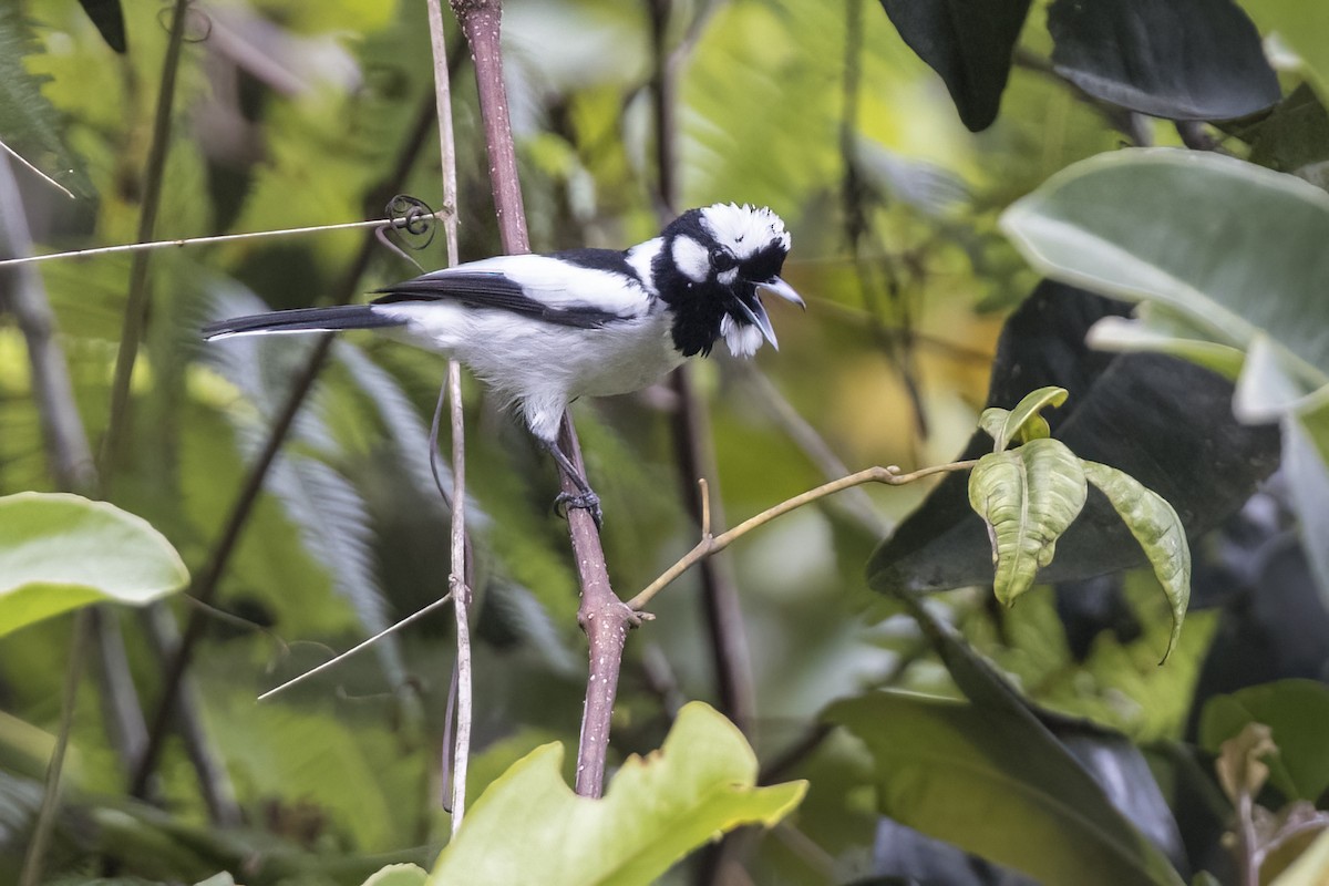 White-naped Monarch - ML480667251