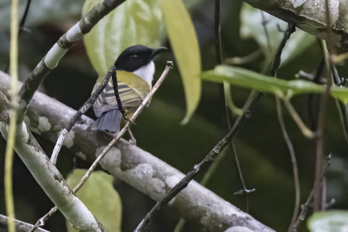 Black-chinned Whistler - ML480667681