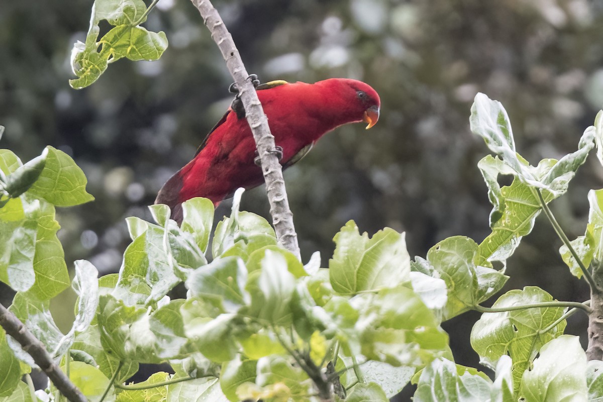 Chattering Lory - Robert Lockett