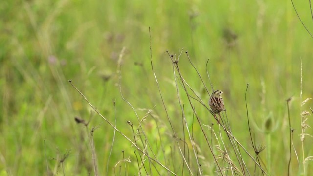 Henslow's Sparrow - ML480668