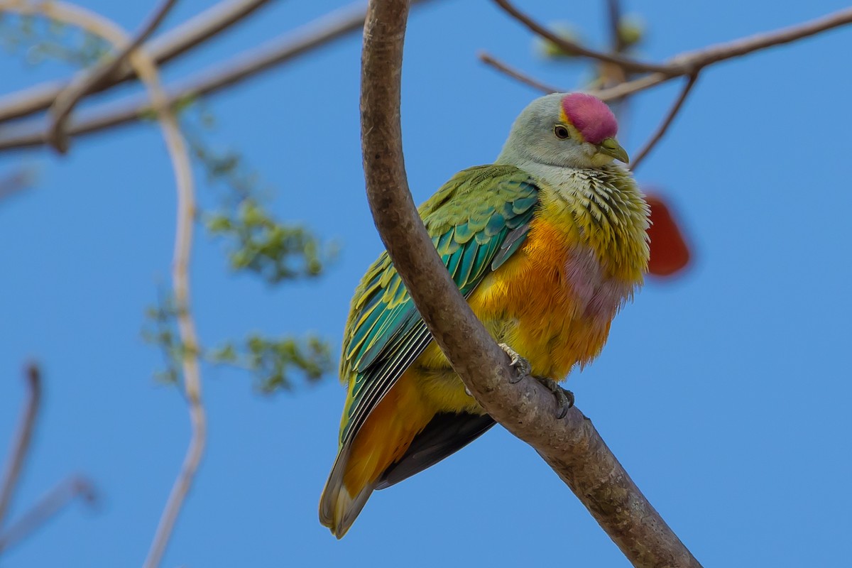 Rose-crowned Fruit-Dove - Dana Cameron