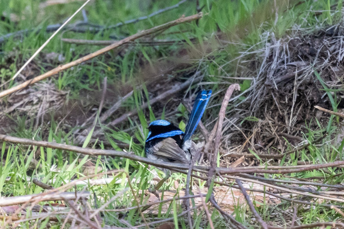 Superb Fairywren - ML480668881