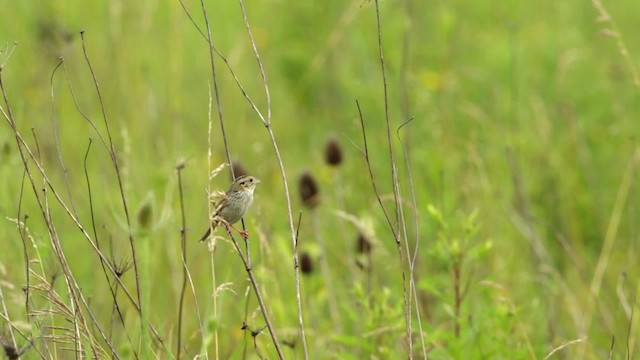 Henslow's Sparrow - ML480669