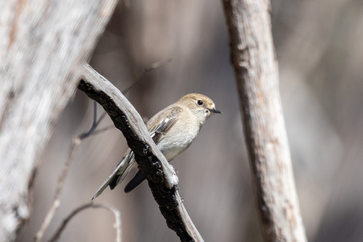 Flame Robin - ML480669011