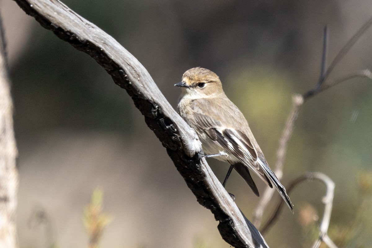 Petroica Flamígera - ML480669021