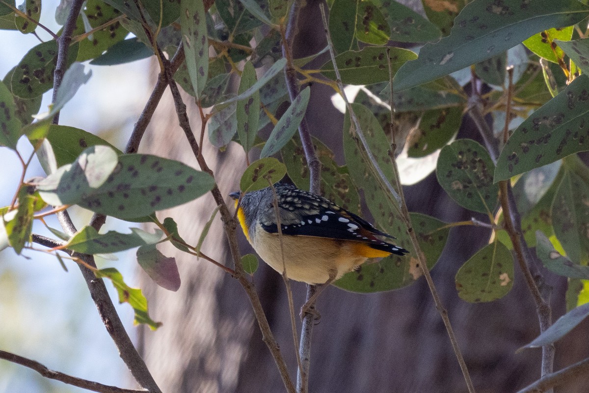 Pardalote pointillé - ML480669461