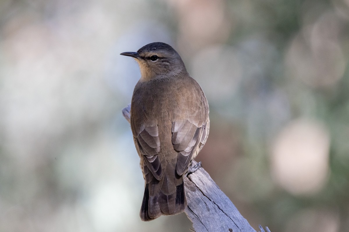 Brown Treecreeper - ML480669631