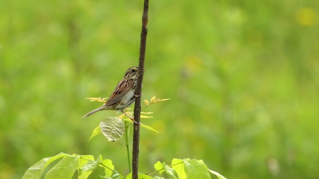 Henslow's Sparrow - ML480670