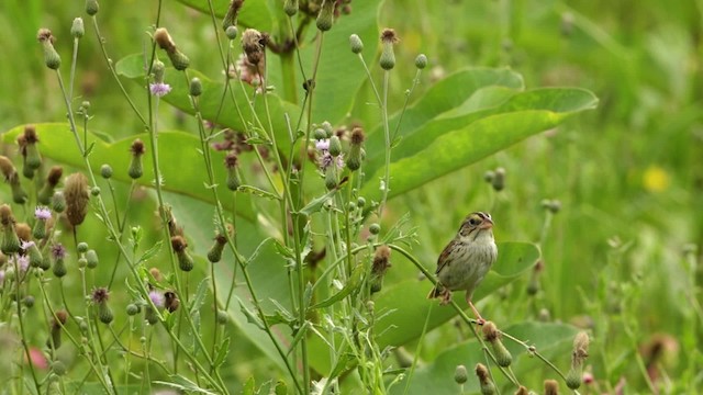 Henslow's Sparrow - ML480671