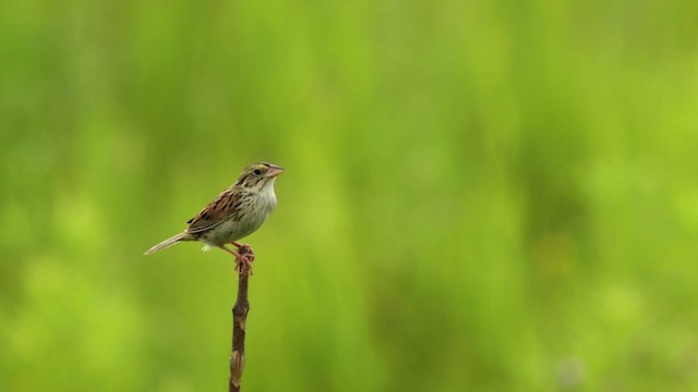 Henslow's Sparrow - ML480672