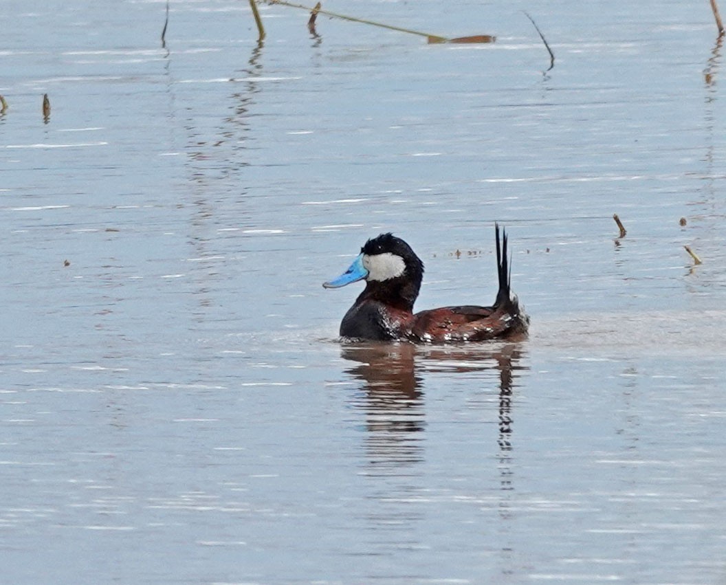 Ruddy Duck - Cathy Beck