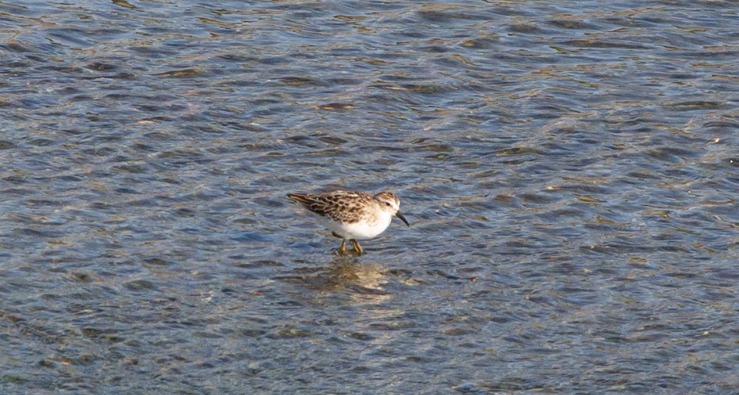 Least Sandpiper - ML480672701