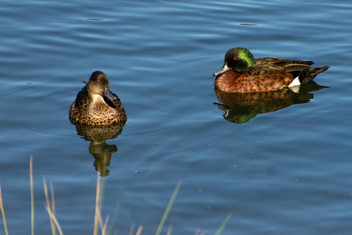 Chestnut Teal - Andrew Wood